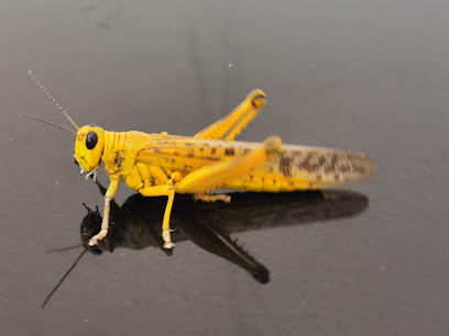 العيادة البيطرية بولاية نزوى - نزوى - +968 9497 4488