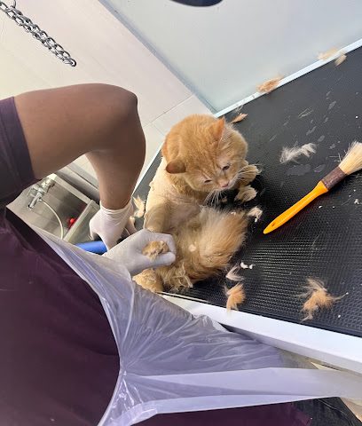 المخلوقات - عيادة بيطرية - بيطري عيادة المخلوقات البيطرية - السيب - +968 24 537742