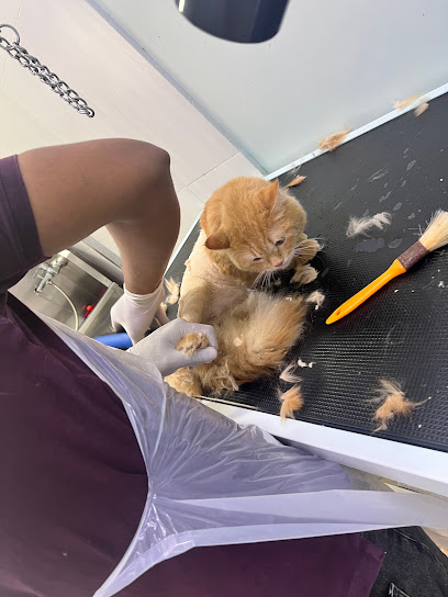 المخلوقات - عيادة بيطرية - بيطري عيادة المخلوقات البيطرية - Oman|Seeb|1