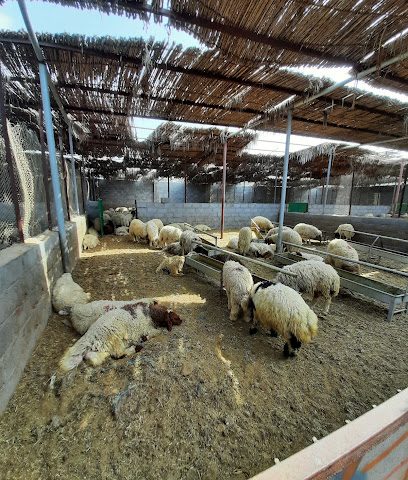 ربوع الصحاحه - خصب - +968 9297 4740