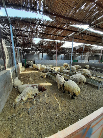 ربوع الصحاحه - Oman|Khasab|02