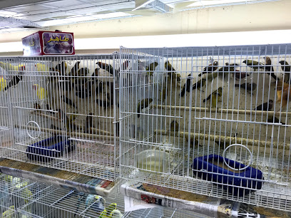 بيع الطيور - السيب -