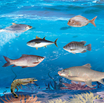 مشروع الكامل الجديد - مدينة - +968 9373 8667