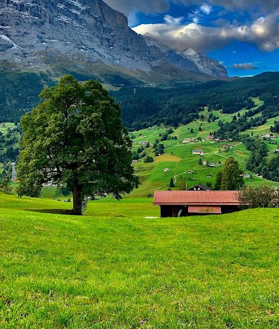 التجارة العامة -  - +968 9908 2002