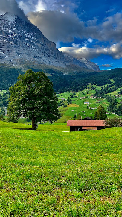 التجارة العامة -