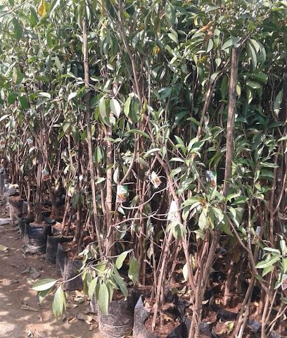 نسيم صحار التراثية التجارية ذ م م (شركة نسيم صحار الذهبية للتجارة) - صحار - +968 9941 6073