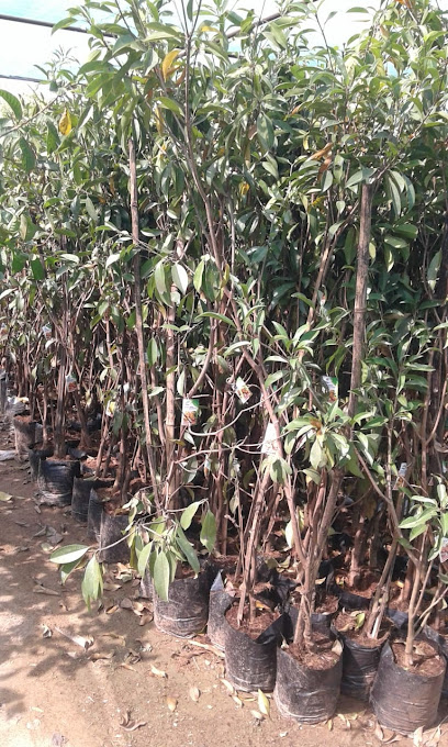 نسيم صحار التراثية التجارية ذ م م (شركة نسيم صحار الذهبية للتجارة) - Oman|321|Al Barakah St Adjacent to City Centre Suhar Sohar OM