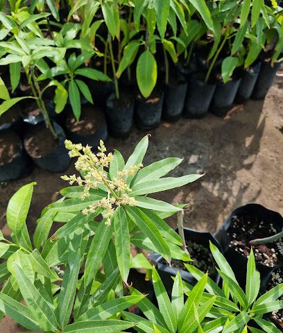 مشتل الفيضي - صحار - +968 9942 6145