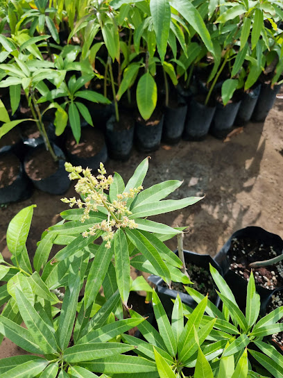 مشتل الفيضي - Oman|Sohar|9P7F+3G6