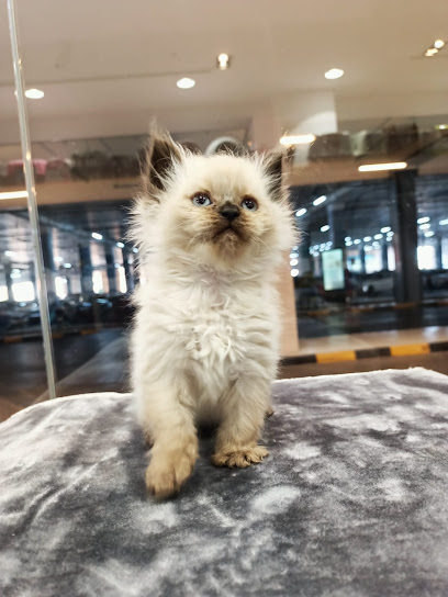 BEST OF PETS بست أوف بتس - Oman|Sib 132|CITY CENTRE