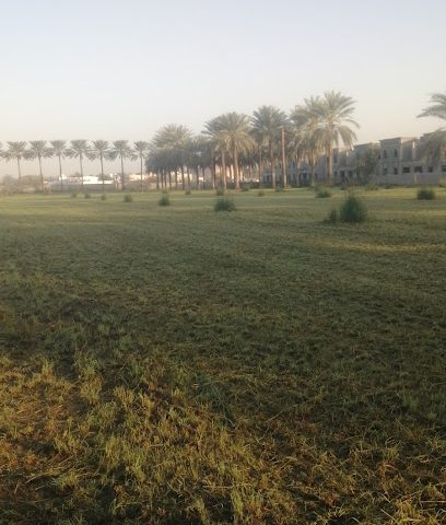 مزرعة علي بن عبدالله الشبلي - ولاية صحار ، -