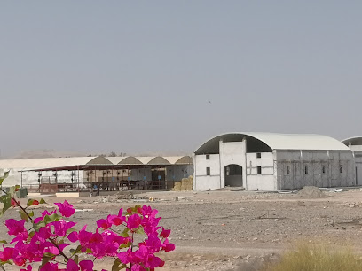 اسطبل الخيالة بجامعة السلطان قابوس - السيب - +968 24 142025