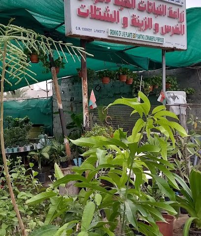 نور الخباز التجاره والاستثمار - السيب ، - +968 9905 5006