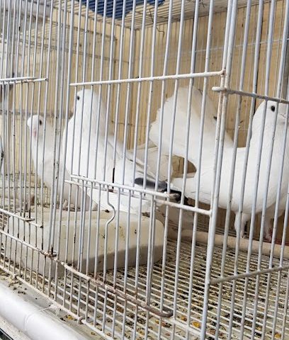 محل الحيوانات الأليفة - مسقط - +968 9617 0187