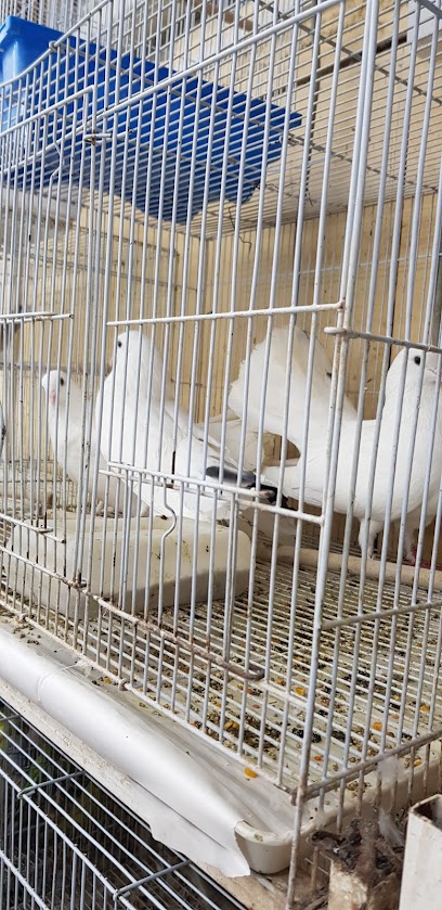 محل الحيوانات الأليفة - Oman|Muscat|HHJ6+2J6