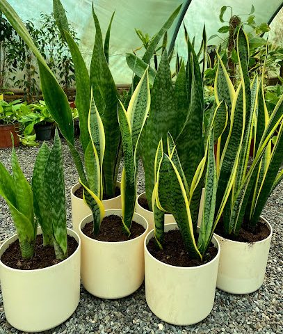 الشركة العمانية للخدمات الزراعية والتنمية ش - السيب - +968 24 535807