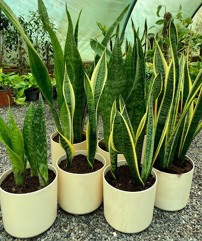 الشركة العمانية للخدمات الزراعية والتنمية ش - Oman|Seeb