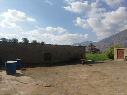 مسلخ دواجن -  -