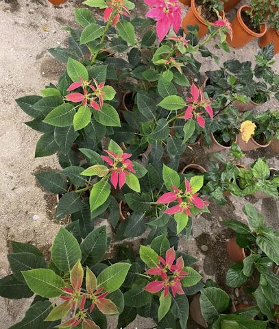 مملكة الزهور - بركاء - +968 9988 8004