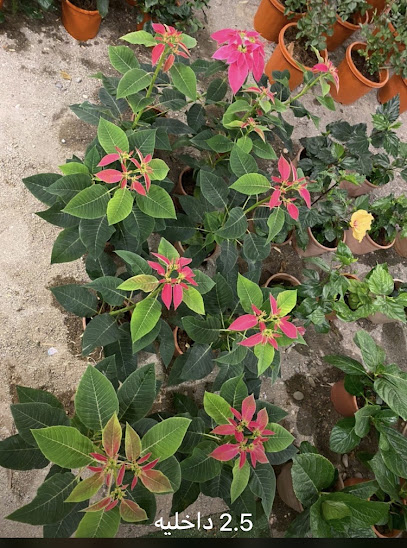 مملكة الزهور - Oman|Barka|Unnamed Road