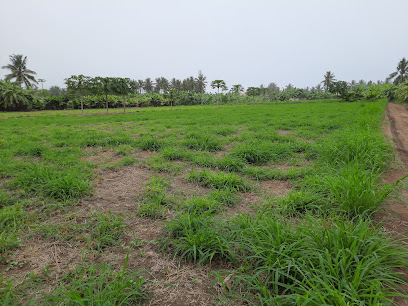 مزرعة صلالة - صلالة -