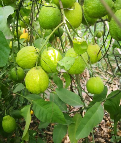 مشتل الجزيرة الخضراء - ديما وطيين - +968 9607 1929