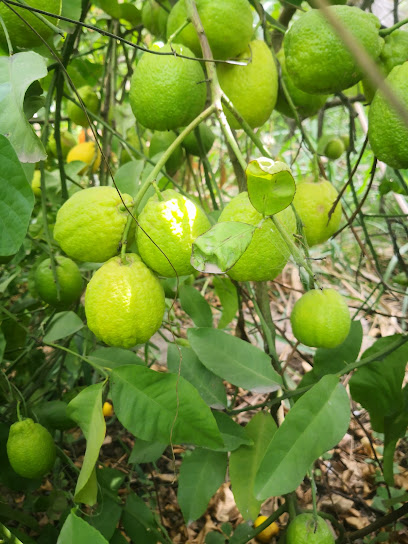 مشتل الجزيرة الخضراء - Oman|Dima Wattayeen 424|Dima Wa