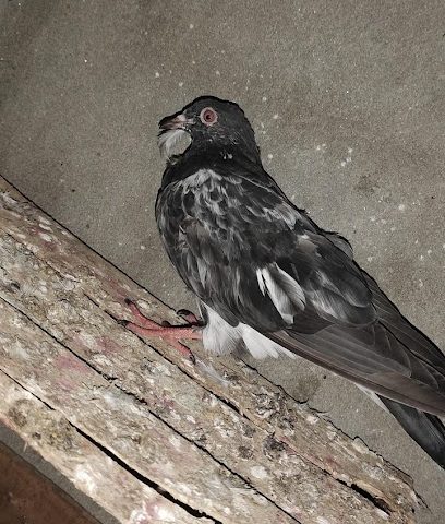 عيادة مسندم البيطرية - مسندم البيطرية - خصب - +968 9016 1922 ext. 99223800