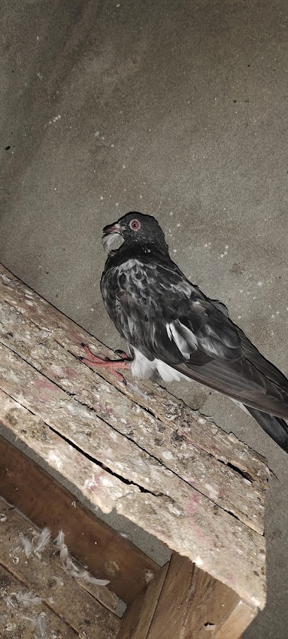 عيادة مسندم البيطرية - مسندم البيطرية - Oman|Khasab|569W+MXJ