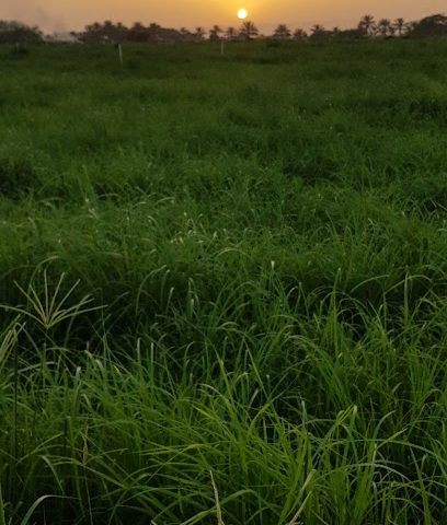 المزرعة 11 -  - +968 9510 3885