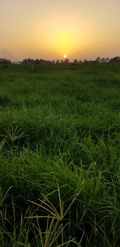 المزرعة 11 - Oman|111|123 Barka OM