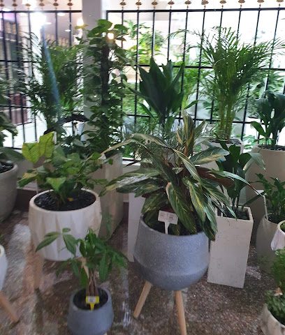 البيت الأخضر القرم - مسقط - +968 9777 2502