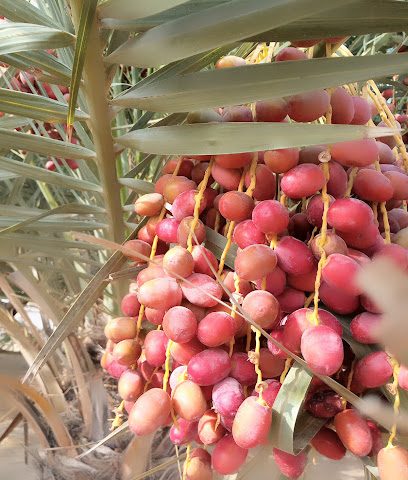 ملعب تنس OCC - مريرات - +968 9977 0011