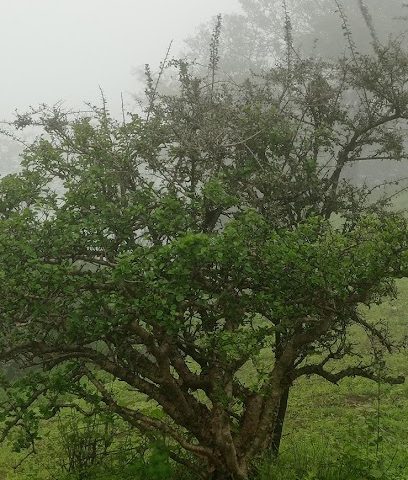 مركز شرطة غدو - Hayawt -