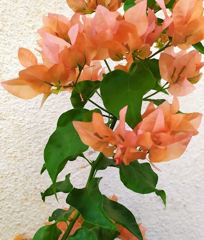 وحدة متجر الصور 2 - مسقط - +968 9565 2933