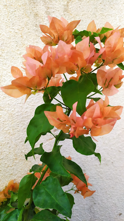 وحدة متجر الصور 2 - Oman|Muscat|Yiti St