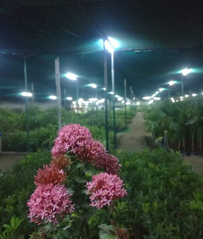 حضانة المروج الخضراء - السيب -