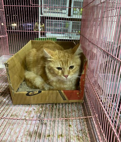 نسيم ورد المدينة لبيع الطيور والحيوانات الأليفة ومستلزماتها - السيب - +968 9566 9004