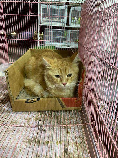 نسيم ورد المدينة لبيع الطيور والحيوانات الأليفة ومستلزماتها - Oman|M42C+6WF، السيب‎، المعبيلة الجنوبية