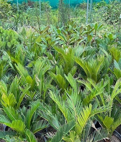 نباتات الزينة وزراعة الشتلات - نزوى - +968 9423 9445