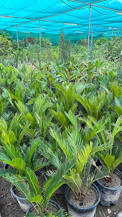 نباتات الزينة وزراعة الشتلات - Oman|Nizwa|VGGH+F6M