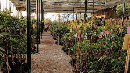 مشتل الرستاق الزراعية - السيب - السيب - +968 9936 3302