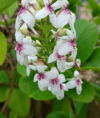 مضمار صلالة للجري - صلالة -