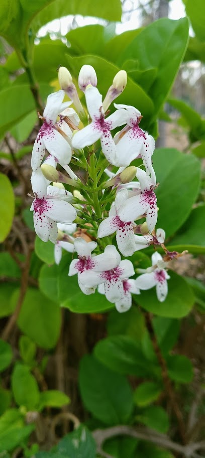 مضمار صلالة للجري - Oman|Salalah|24F3+HM