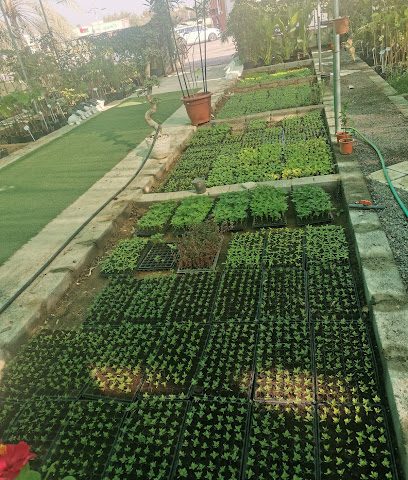 مشتل ابو سالم - صحار - +968 9584 8833