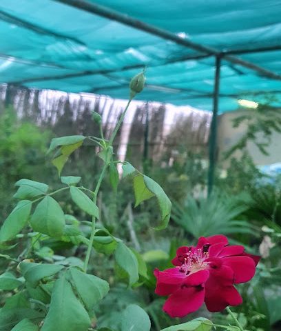 حضانة - البريمي -