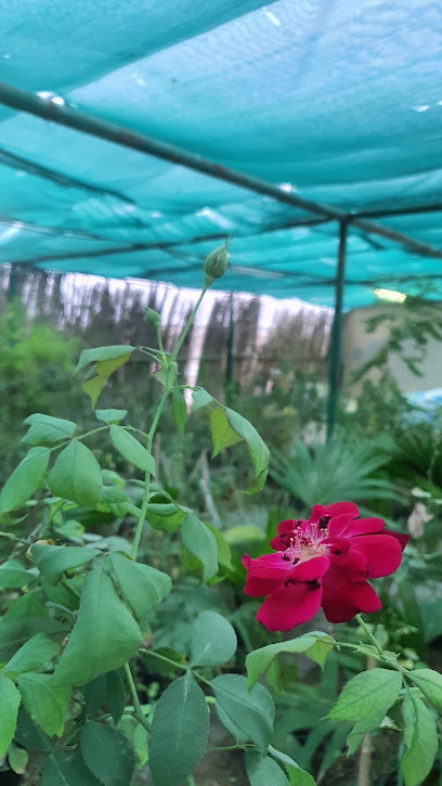 حضانة - Oman|Al Buraimi|Unnamed Road