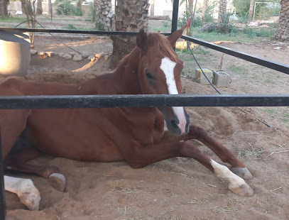 مدرسة السابقي للفروسية مدرسة السابقي للفروسية للتدريب والجولات السياحية على البحر والرمال - مسقط - +968 9207 1858