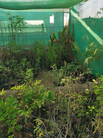 مشتل اشجار - Oman|Tawi Bedi Guish|طريق الباطنة،|V84J+9JJ