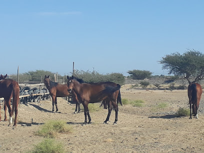 ربط البهجة - صحار - +968 9658 5265